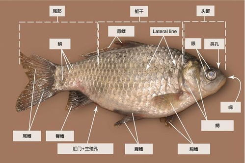 鯽魚,解剖,注意事項(xiàng),觀察