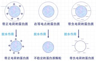 蛋白質(zhì)沉淀變性反應(yīng)注意事項(xiàng)