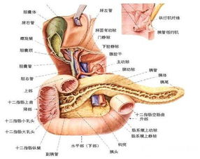 胰腺腫瘤飲食注意事項,胰腺腫瘤術(shù)后注意事項,胰腺腫瘤麻醉注意事項