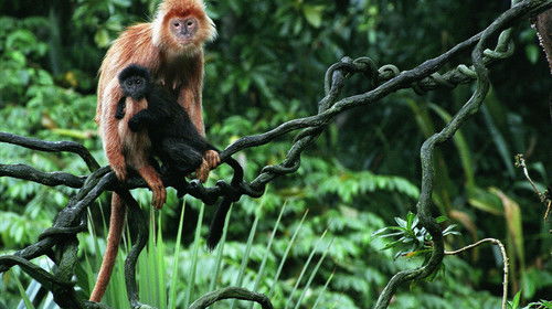 幼兒去動物園注意事項,動物園的注意事項,動物園安全注意事項