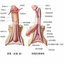 做陰莖手術(shù)注意事項(xiàng)