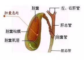 膽囊息肉手術(shù)前準(zhǔn)備注意事項(xiàng)