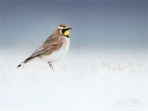 雛鳥,百靈,飼養(yǎng),注意事項