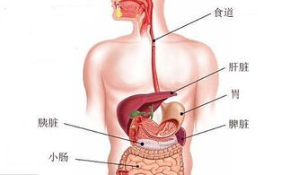 肝脾破裂出血搬運(yùn)注意事項(xiàng),肝脾破裂手術(shù)注意事項(xiàng),病人肝脾破裂出血時(shí)搬運(yùn)時(shí)應(yīng)注意什么