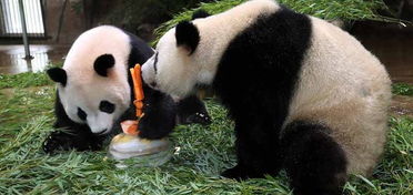 杭州,動物園,注意事項