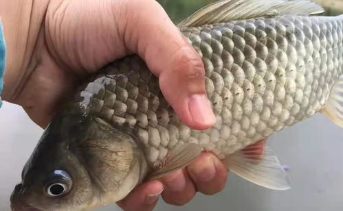 無倒刺釣鯉魚注意事項