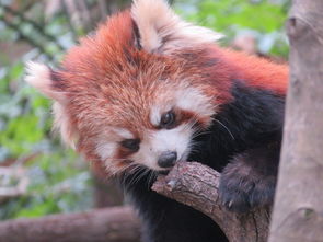 去杭州動物園注意事項