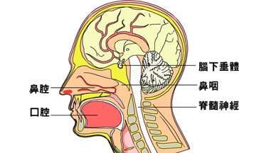 鼻咽癌放療后注意事項(xiàng)有哪些,鼻咽癌放療注意事項(xiàng)與飲食,鼻咽癌放療期間注意事項(xiàng)