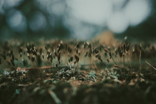 五年級寫景作文古都即景