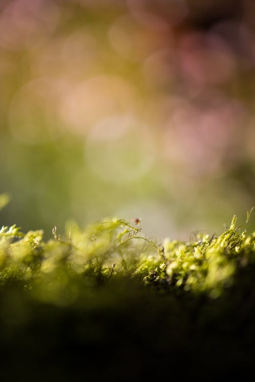 醉花陰·薄霧濃云愁永晝賞析及譯文注釋