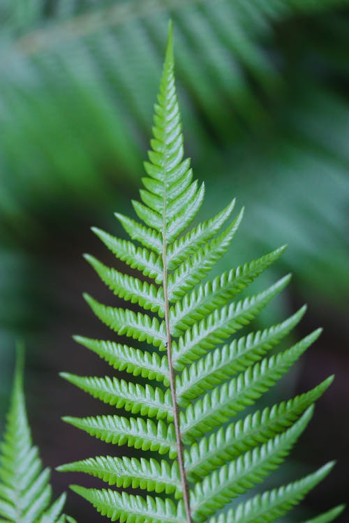 五年級讀后感讀《草房子》有感