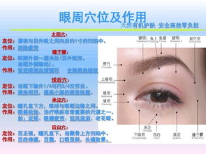 眼睛的基礎(chǔ)解剖知識