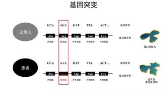 基因方面的基礎(chǔ)知識(shí)