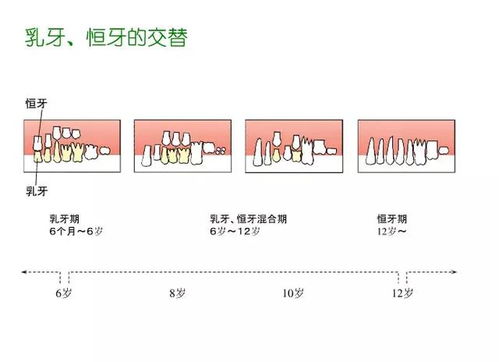 牙科基礎知識概覽