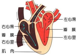 葉冬外科基礎知識