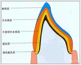 牙體基礎知識