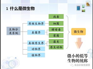 食品微生物檢驗(yàn)基礎(chǔ)知識(shí),食品微生物基礎(chǔ)知識(shí)試題,食品檢測(cè)基礎(chǔ)知識(shí)題庫