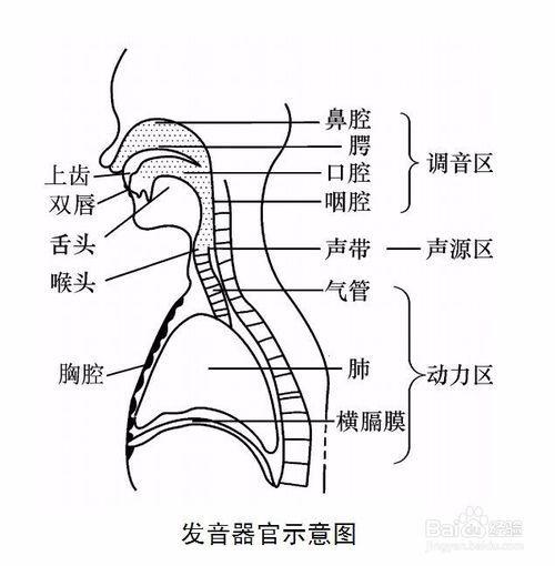 偽聲的基礎(chǔ)知識